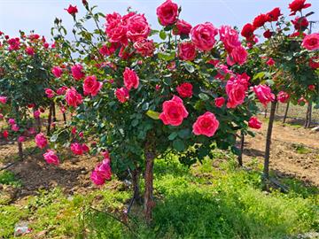 玫瑰海棠的栽培技术要点