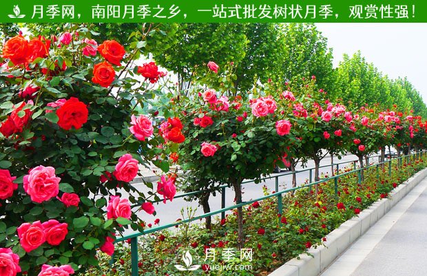 上海龙凤419为山西绿化工程供应树状月季(图2)