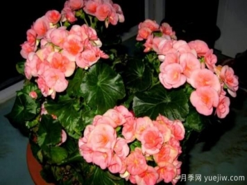 海棠花Zui具特色的6个品种