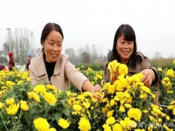 农民种植菊花，既能欣赏也能致富发家
