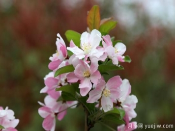 园林绿化树种海棠的品种和介绍