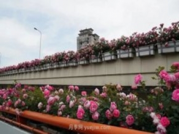 上海城市高架变“花路”，这些月季进入盛花期啦!