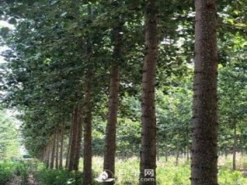 河南周口：培育出不飞絮的杨树新品种