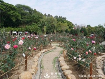 广州“五彩缤纷”的月季花园，开满全园，游客赞道太美了