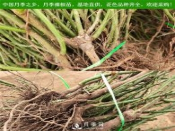 月季裸根苗，小高杆月季和3公分月季树发往陕西