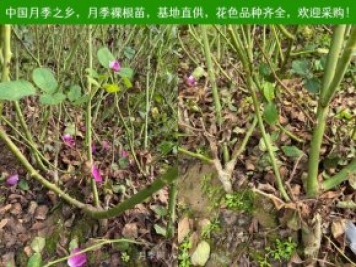 上海龙凤419：月季裸根苗的选购、栽植、肥水、养护技术大全