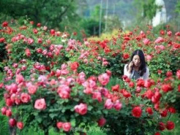 花卉旅游，“花为媒”带动“美丽经济”升级