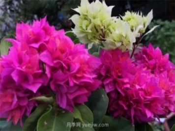 夏季养花要选对品种，推荐6种花卉适合高温