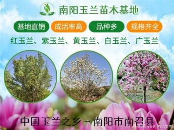 行道树的分类，常见的常绿行道树品种有哪些？