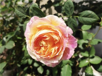 100种玫瑰花的名字，来了解下不同颜色的品种月季