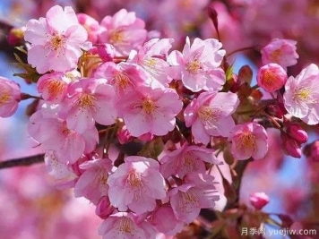 园林绿化中常见的樱花品种主要有哪些？