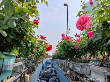 1.2万株月季盛开，南昌八一桥景观花廊拥抱春景
