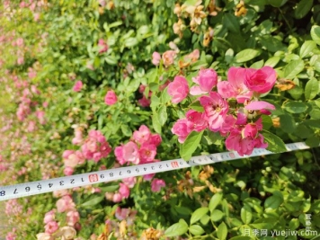 安吉拉月季盆栽苗，60厘米高基地发货