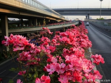 30万株新品种，杭州高架月季会带来什么样的惊喜？