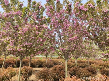 樱花树几年可以开花？日本晚樱开花的观赏价值