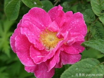 法国蔷薇月季/高卢红/药剂师玫瑰。