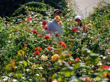 南宁花卉公园3万株月季入盛花期，市民闻香而来