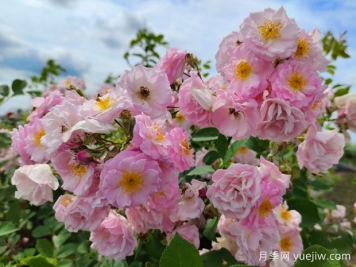 山木香和野蔷薇的辨识区别