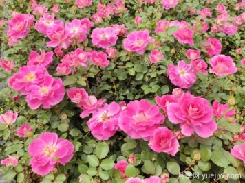 仙境盆栽月季杯苗粉色丰花，绿化工程批发