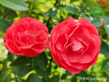 种上木香蔷薇花蛮强爆花，红橙白黄木香你喜欢哪个？
