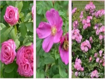 轻松区分月季、玫瑰和蔷薇ROSE三姐妹，不再迷茫于爱情花海