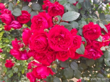 6款红色系的藤本月季品种，适合打造网红花墙