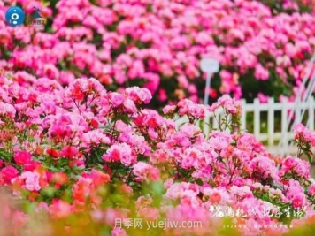 2024年第二届杭州市月季花展举办，赏500万株月季