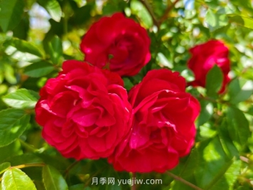 月季红木香爆花机器，花艳丽花量大花期长