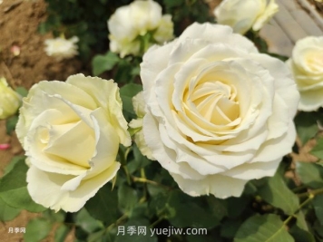 十一朵白玫瑰的花语和寓意