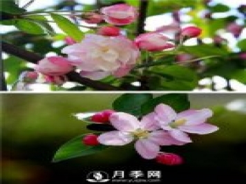 海棠花，与牡丹、兰花、梅花并称为“中国春花四绝”