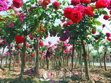 新品“月季树”为北京市花添色彩，居然引种自南阳内乡