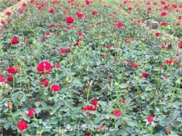 湖北宜昌:年轻夫妻创办月季种植园，累并快乐着!