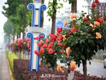 河北北京天津树状月季成风景线，四季应该怎么养护？