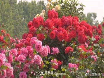 肥西县三河镇百亩树状月季园：花开正艳，产业增收