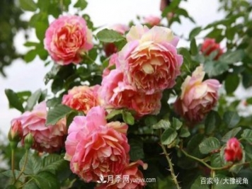 河南省各市市花，洛阳牡丹最出名，月季最受欢迎