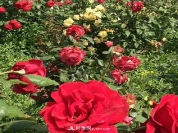 山西运城农民柳庚申建当地精品月季园，种植300多个月季花品种