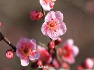 淮北市的市花是什么？月季花的花语寓意