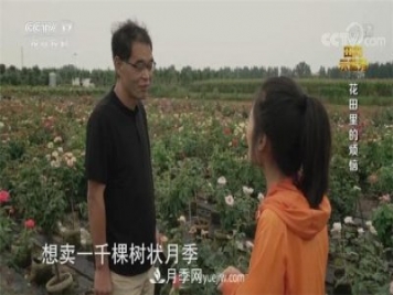 央视《田间示范秀》播出南阳月季种植故事《花田里的烦恼》